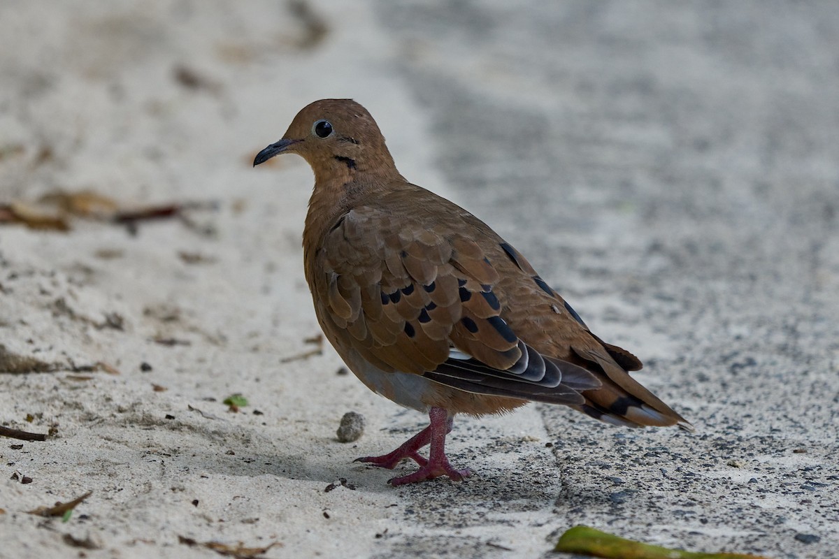 Zenaida Dove - ML640990542