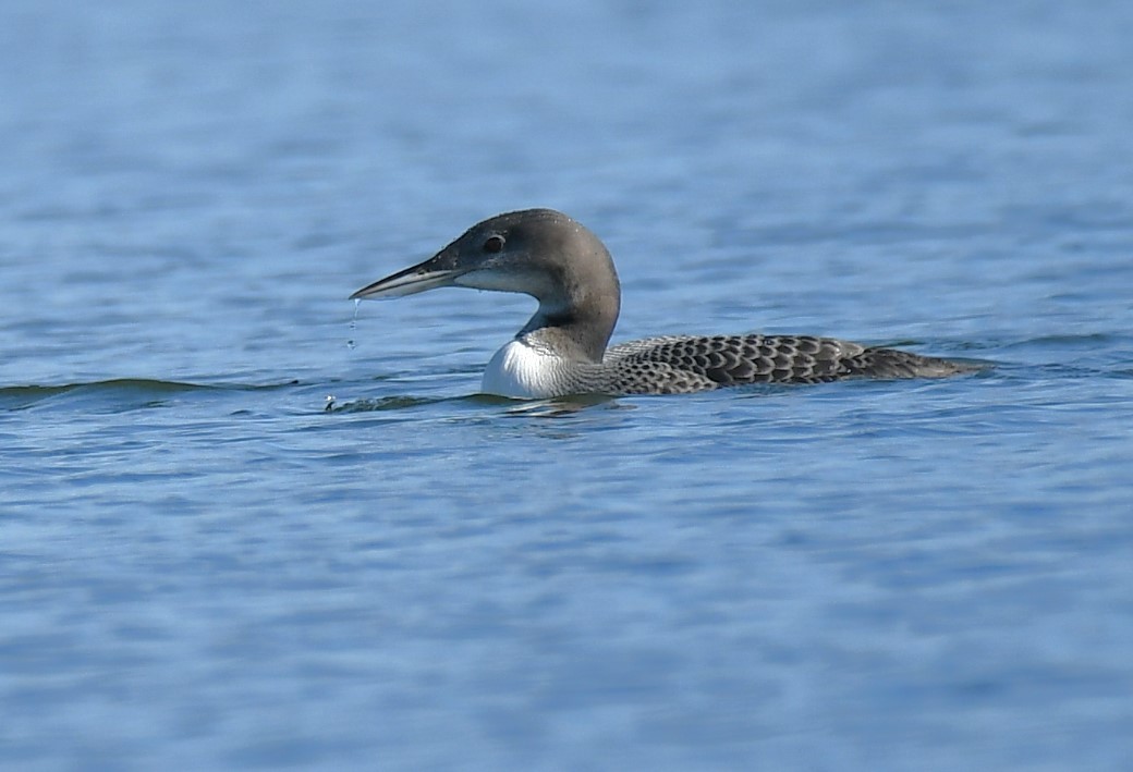 Common Loon - ML640990547