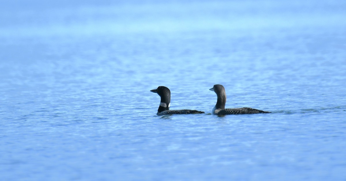 Common Loon - ML640990549