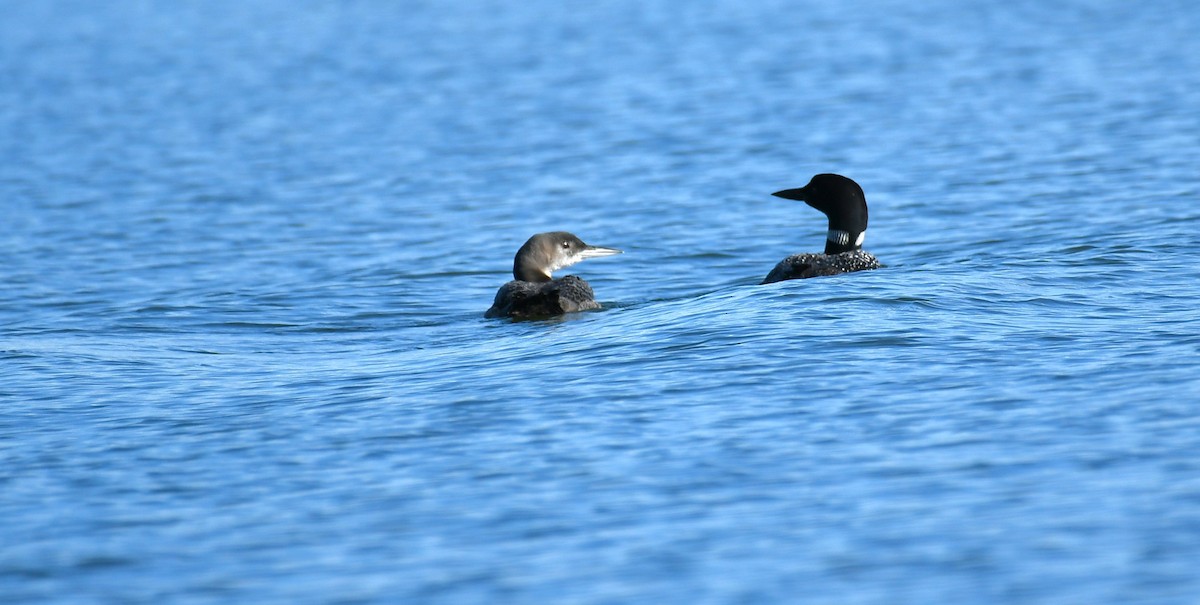 Common Loon - ML640990550
