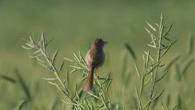 Plain Prinia - ML640990570