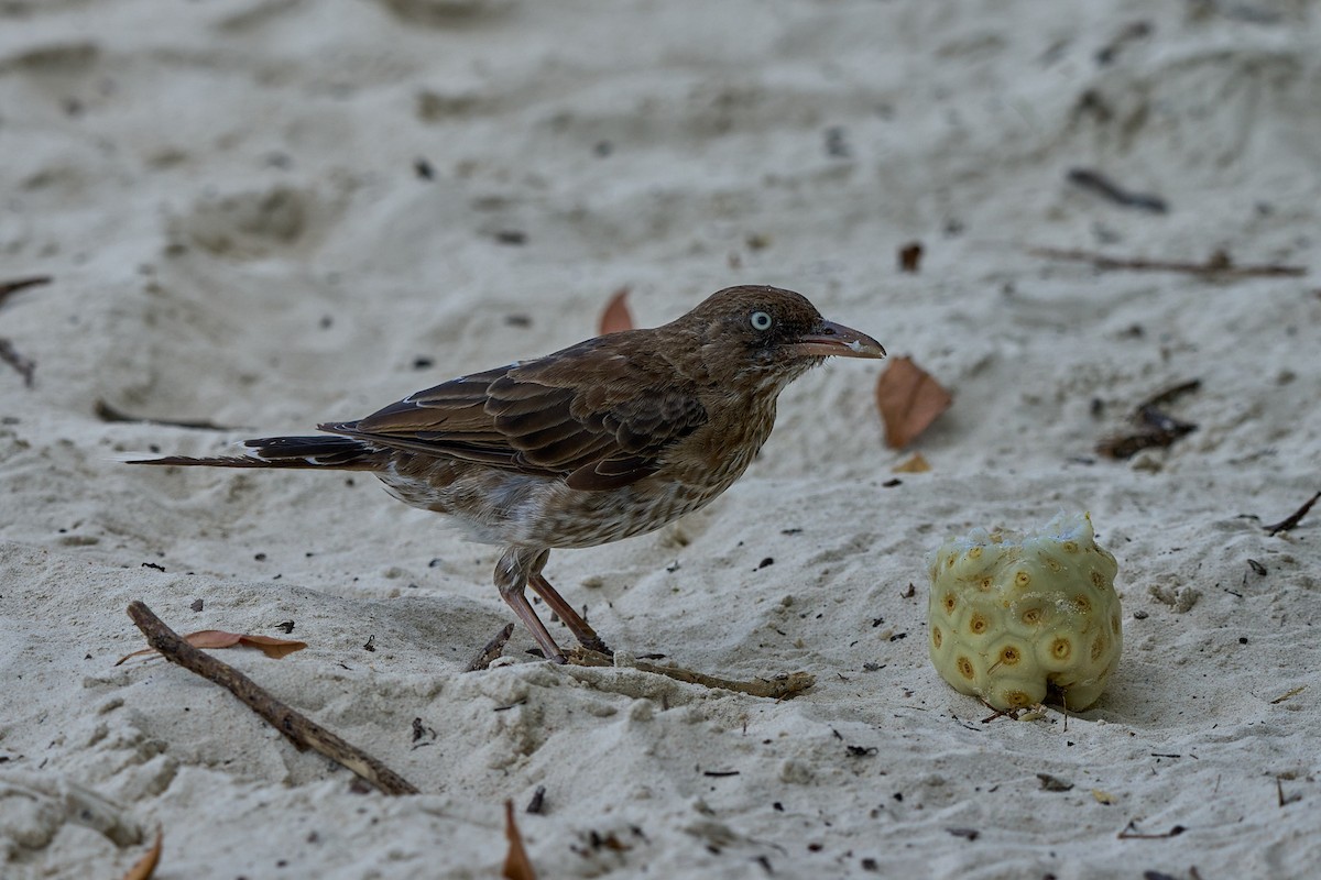 Pearly-eyed Thrasher - ML640990571