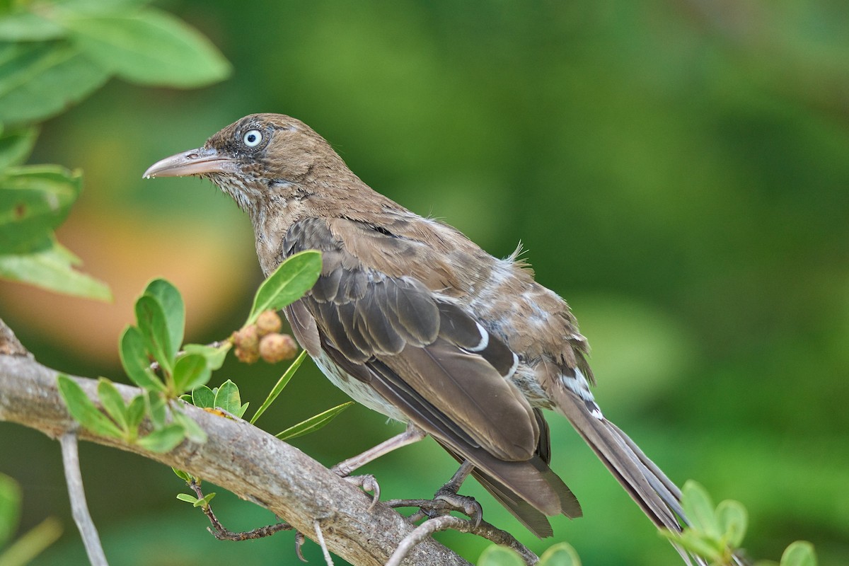 Pearly-eyed Thrasher - ML640990573