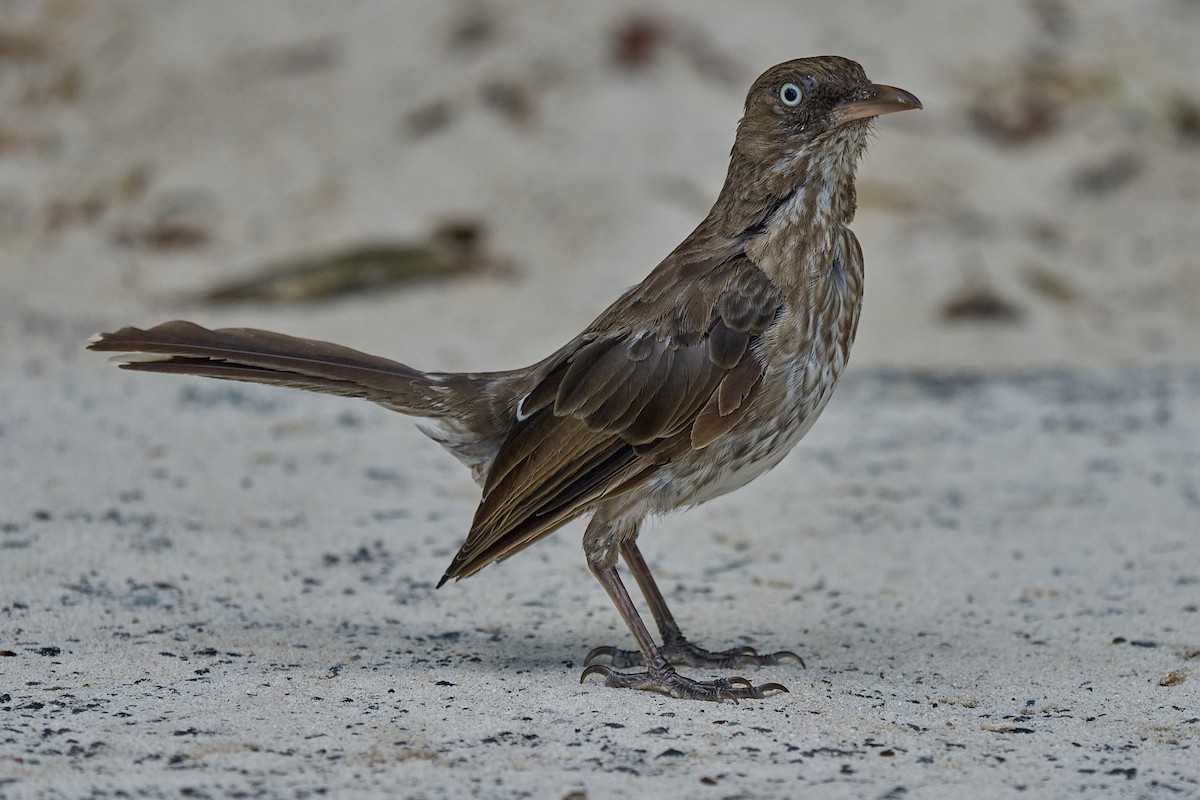 Pearly-eyed Thrasher - ML640990574