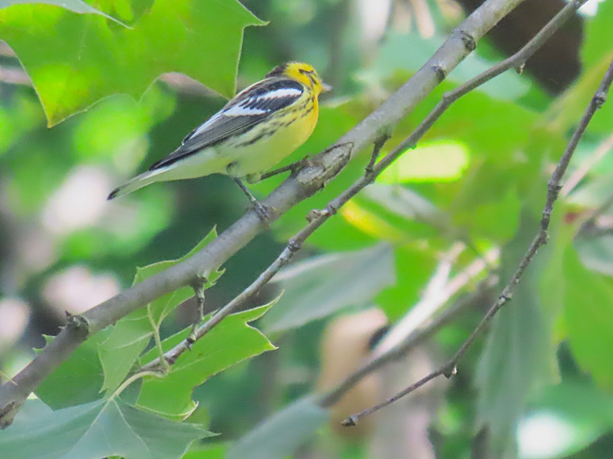 Blackburnian Warbler - ML640990575