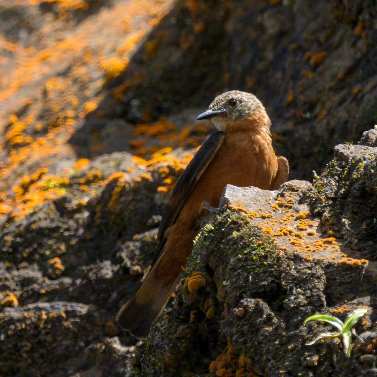 Cliff Flycatcher - ML640990620