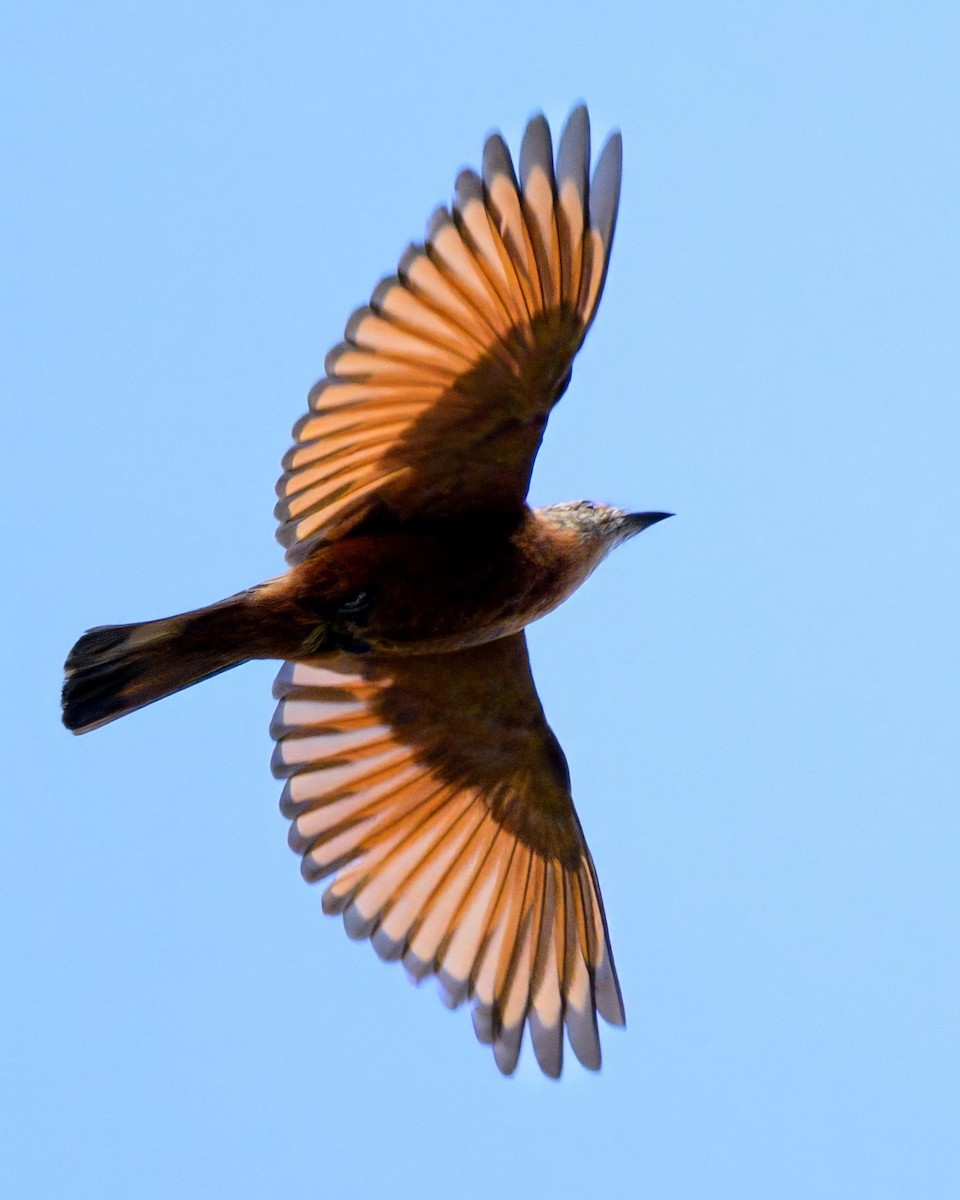 Cliff Flycatcher - ML640990621