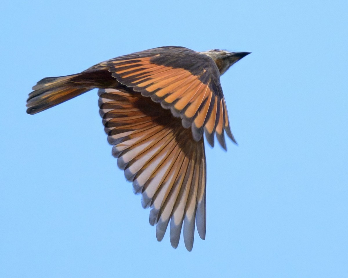 Cliff Flycatcher - ML640990622