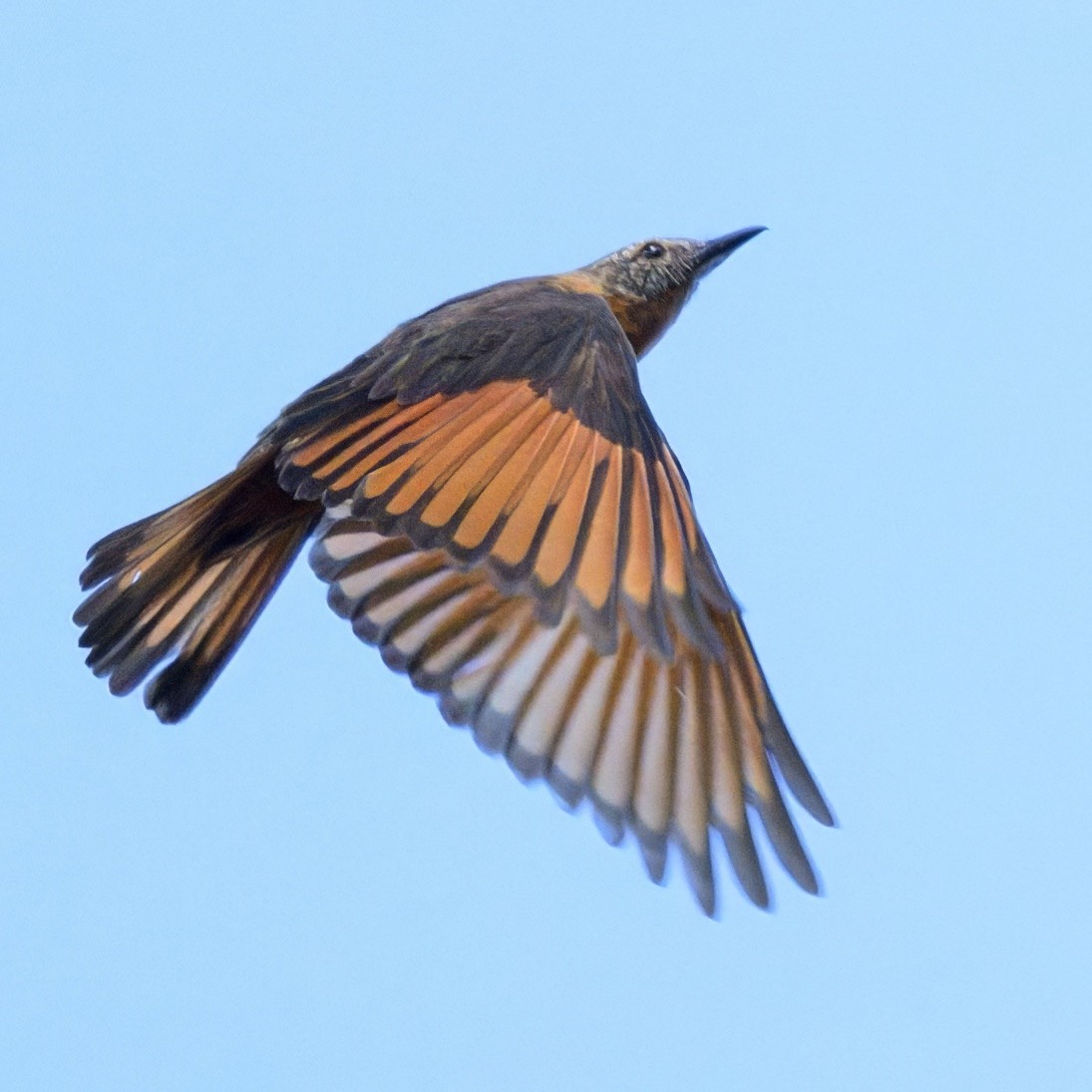 Cliff Flycatcher - ML640990623