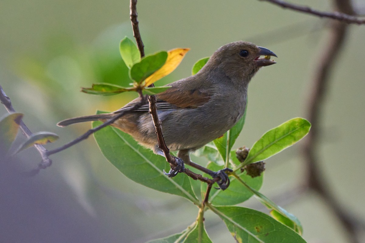 Lesser Antillean Bullfinch - ML640990651