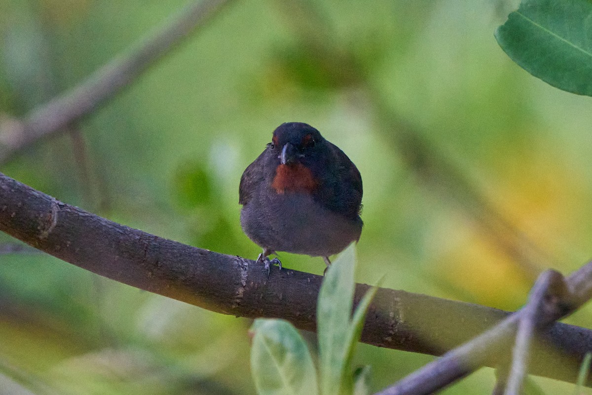 Lesser Antillean Bullfinch - ML640990667