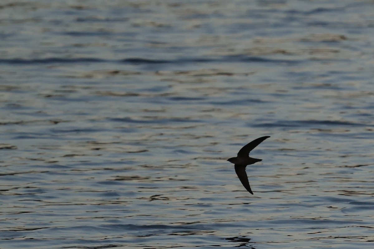 Chimney Swift - ML640990679