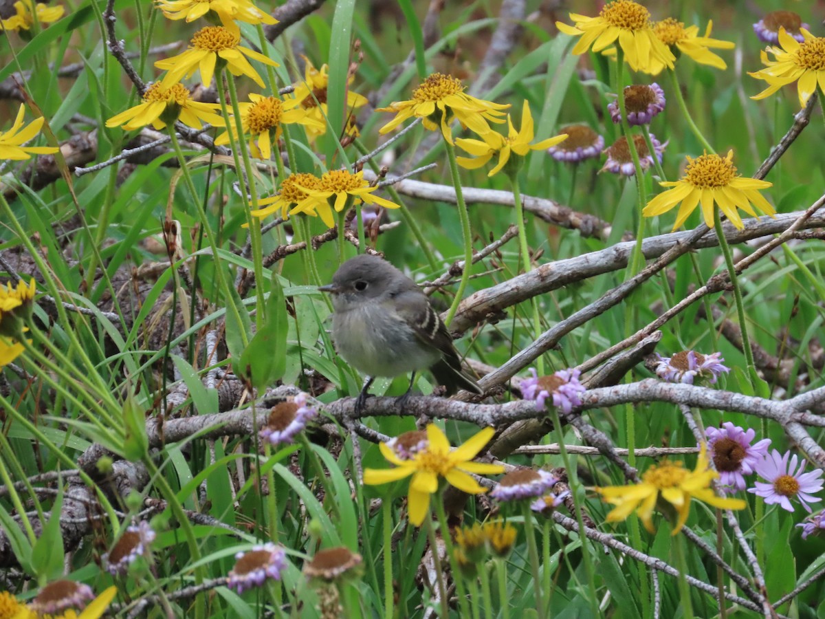 Hammond's Flycatcher - ML640990696