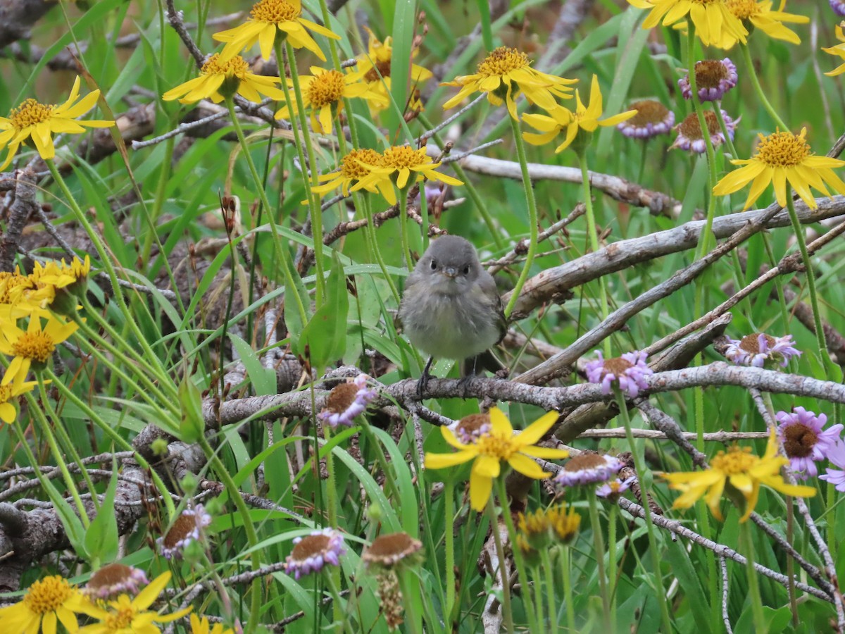 Hammond's Flycatcher - ML640990697