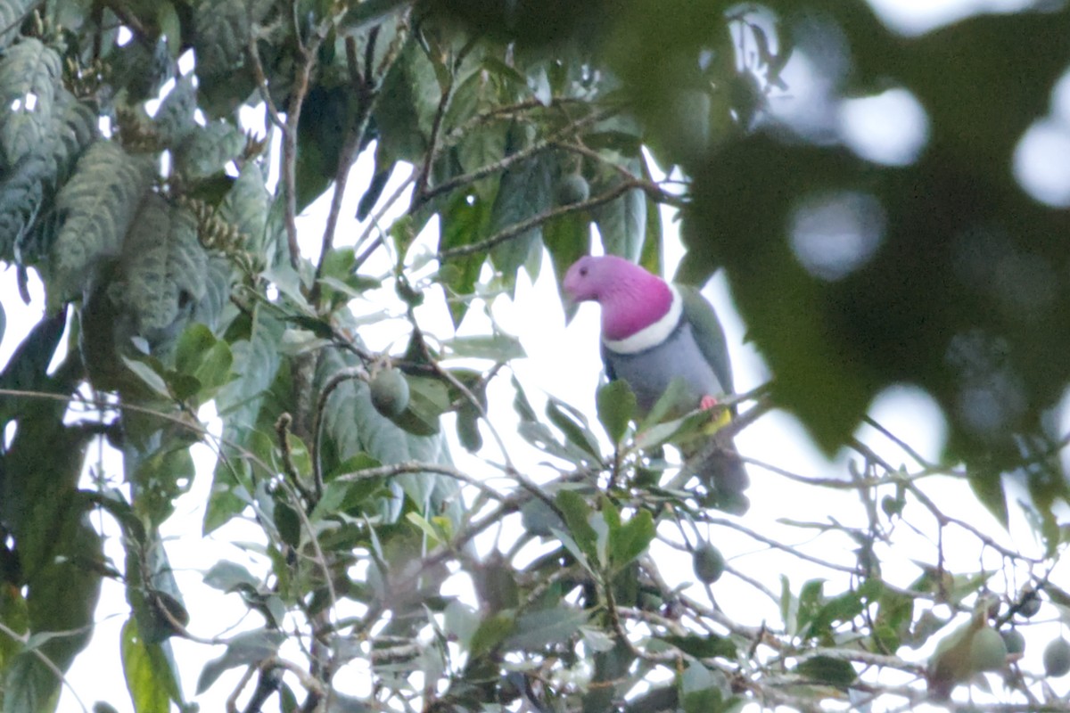 Pink-headed Fruit-Dove - ML640990707