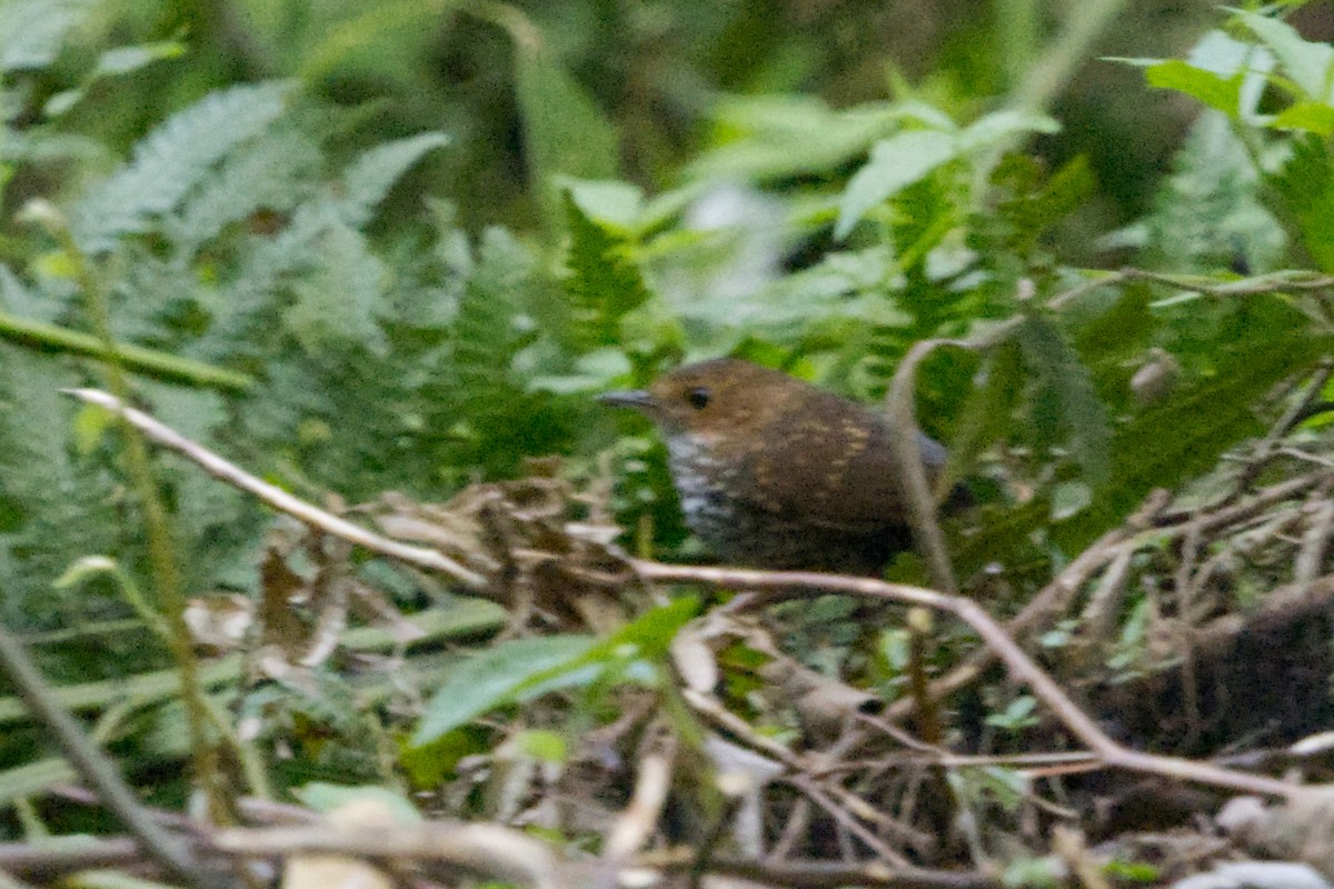 Pygmy Cupwing - ML640990742