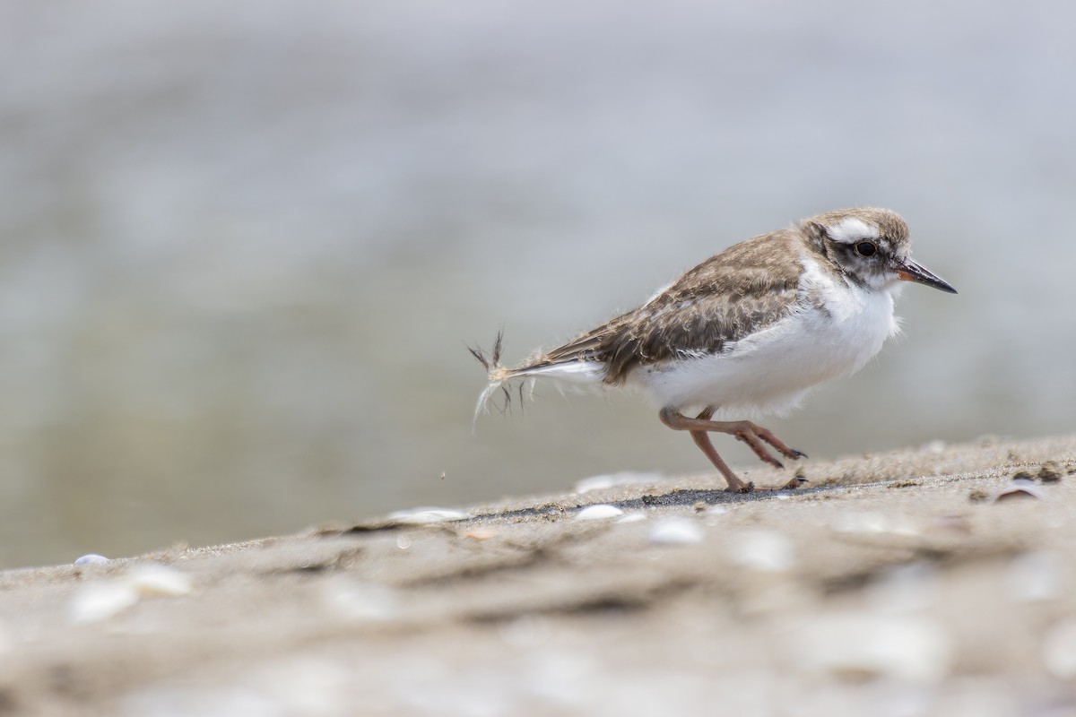 Shore Plover - ML640990757