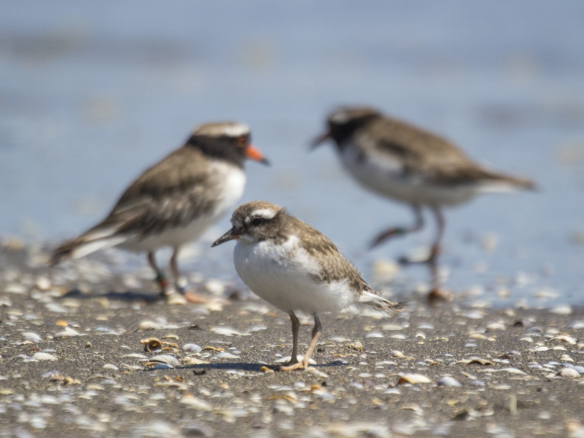 Shore Plover - ML640990762