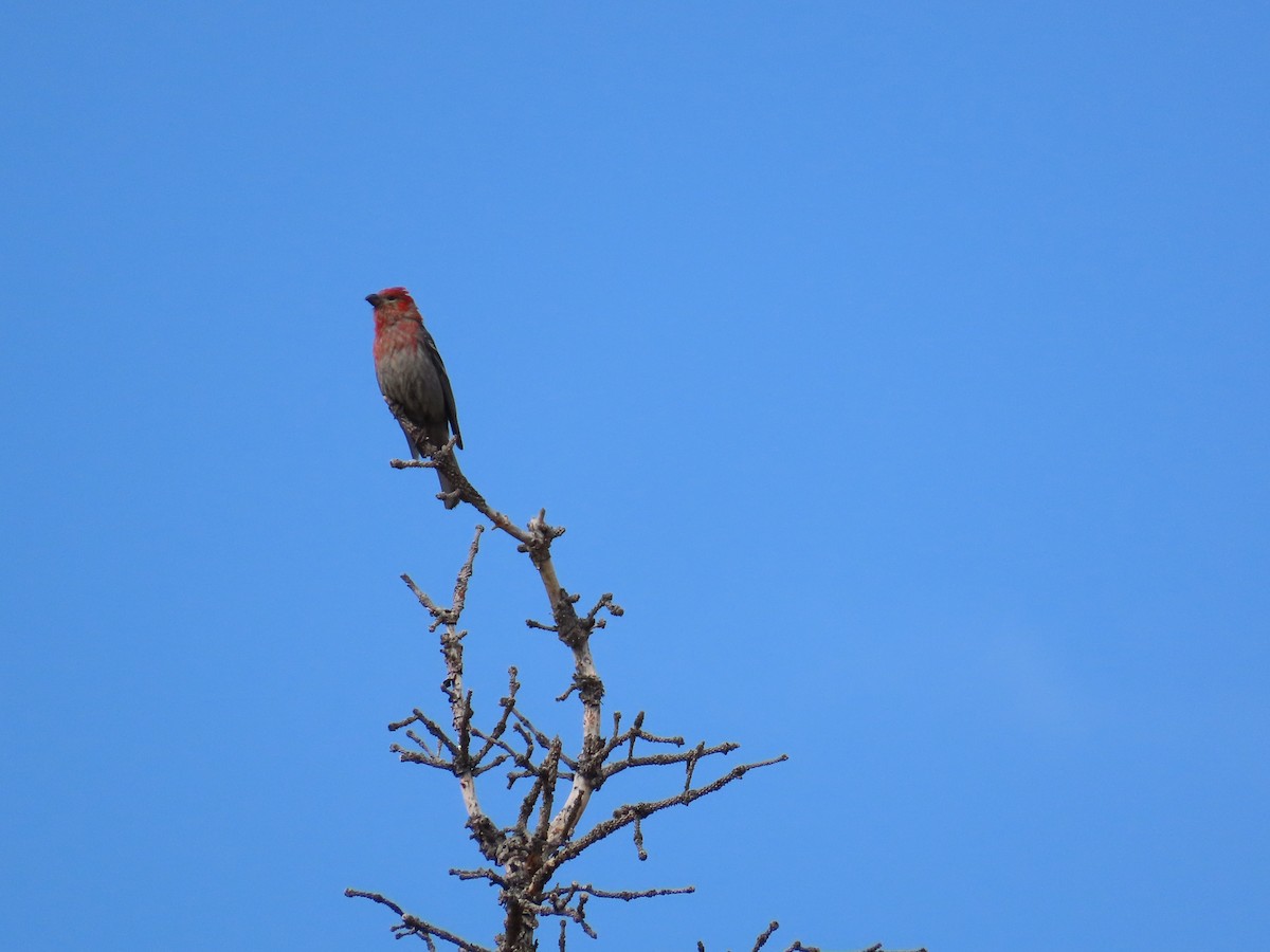 Pine Grosbeak - ML640990830