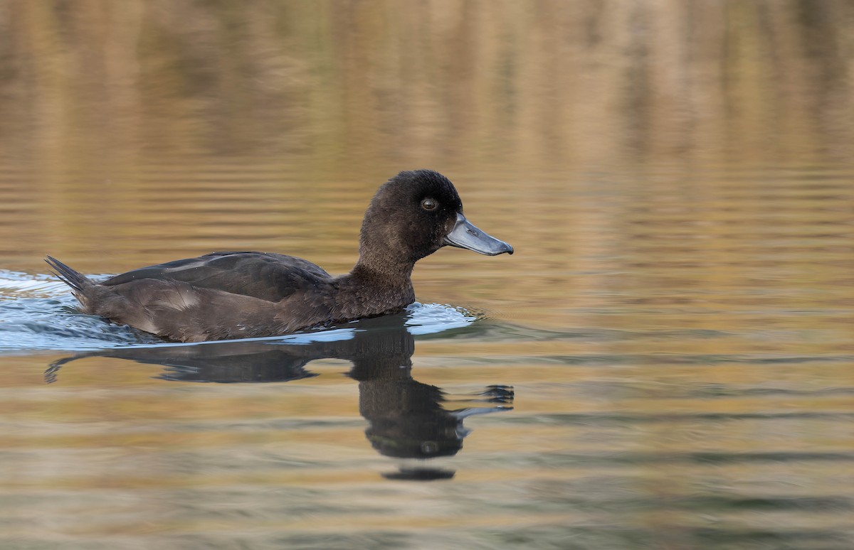 New Zealand Scaup - ML640990831