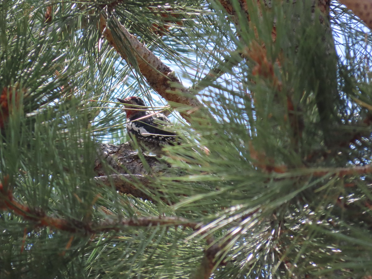 Red-naped Sapsucker - ML640990846