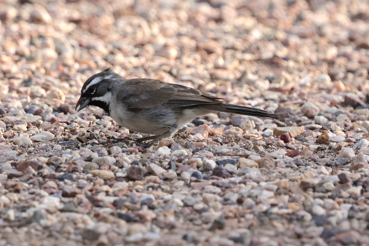 Black-throated Sparrow - ML640990847