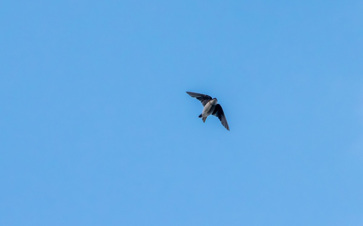 Golondrina Bicolor - ML640990850