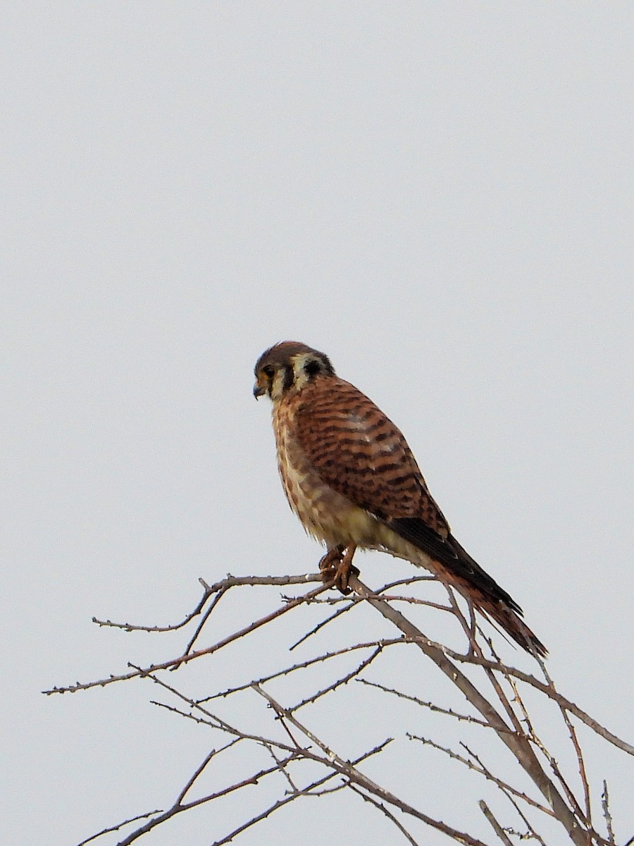 American Kestrel - ML640990851