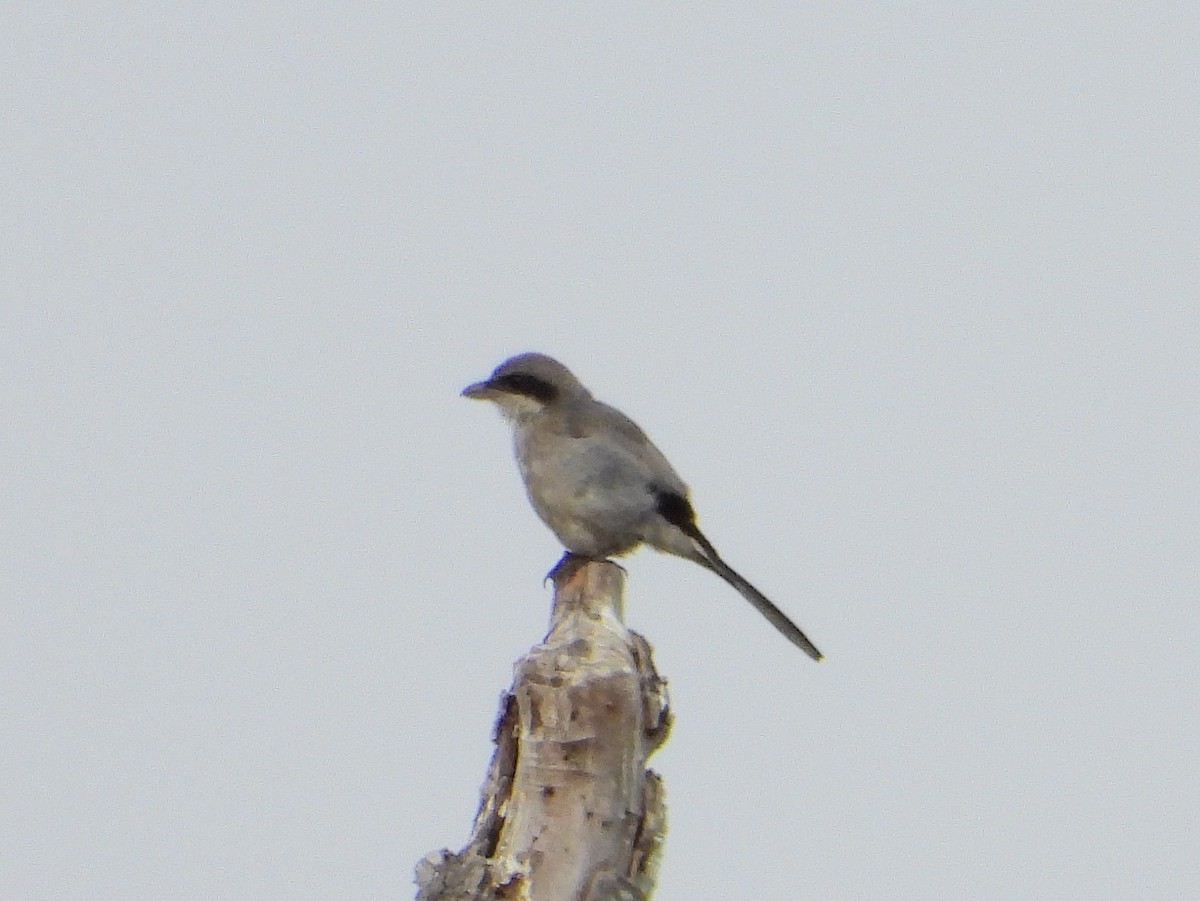 Loggerhead Shrike - ML640990857
