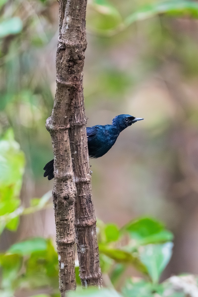 Shining Flycatcher - ML640990860
