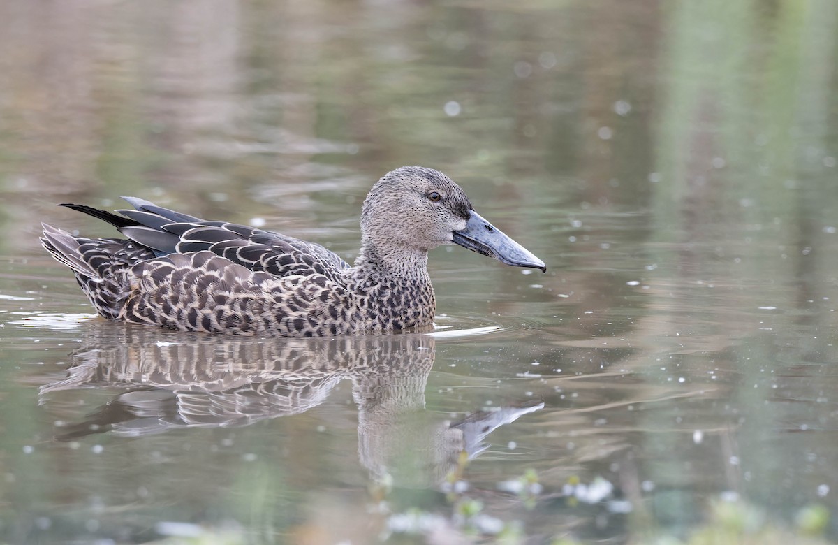 Australasian Shoveler - ML640990861