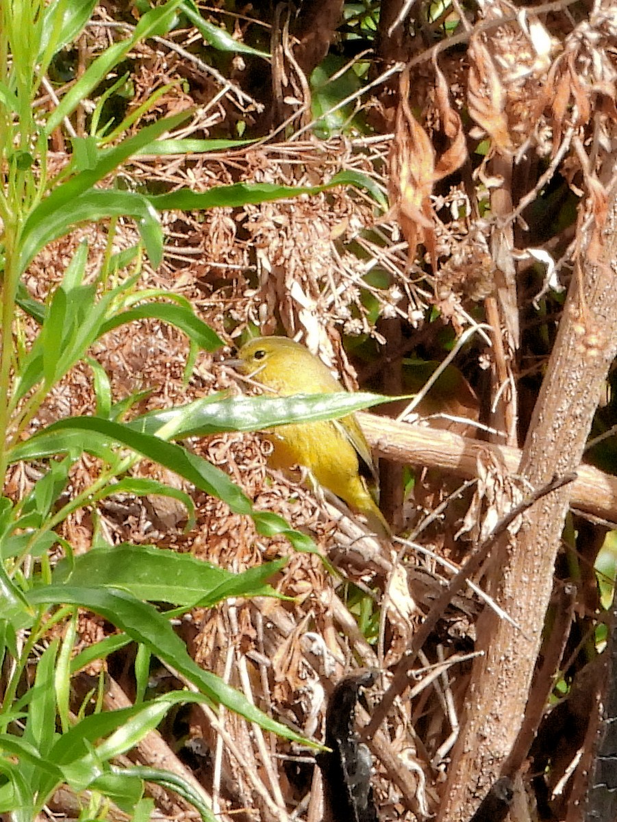 Orange-crowned Warbler - ML640990862