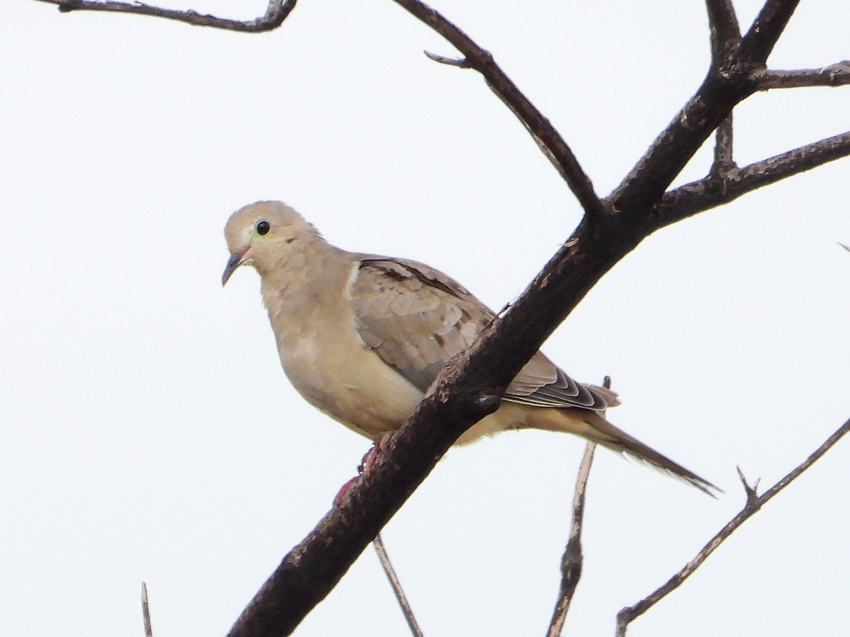 Mourning Dove - ML640990867
