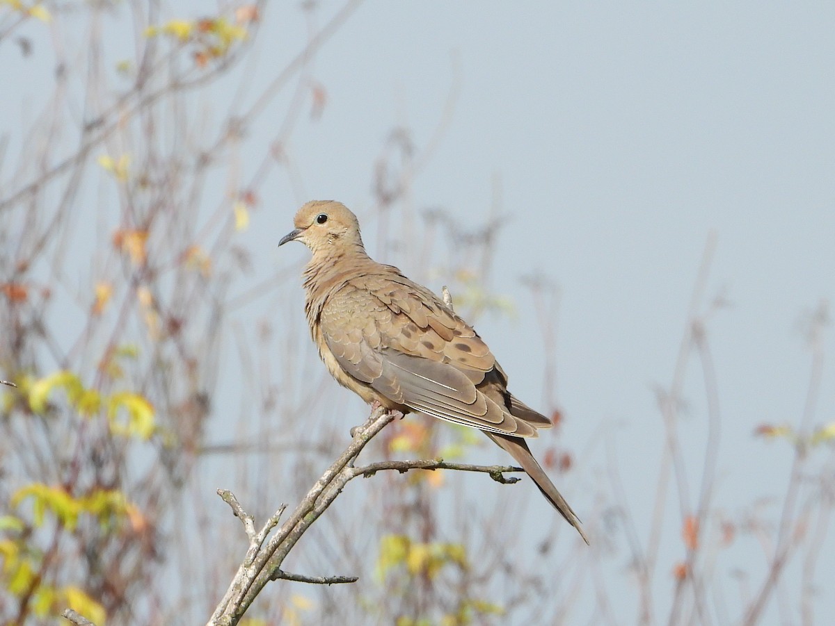 Mourning Dove - ML640990868