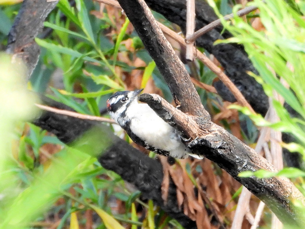 Downy Woodpecker - ML640990872