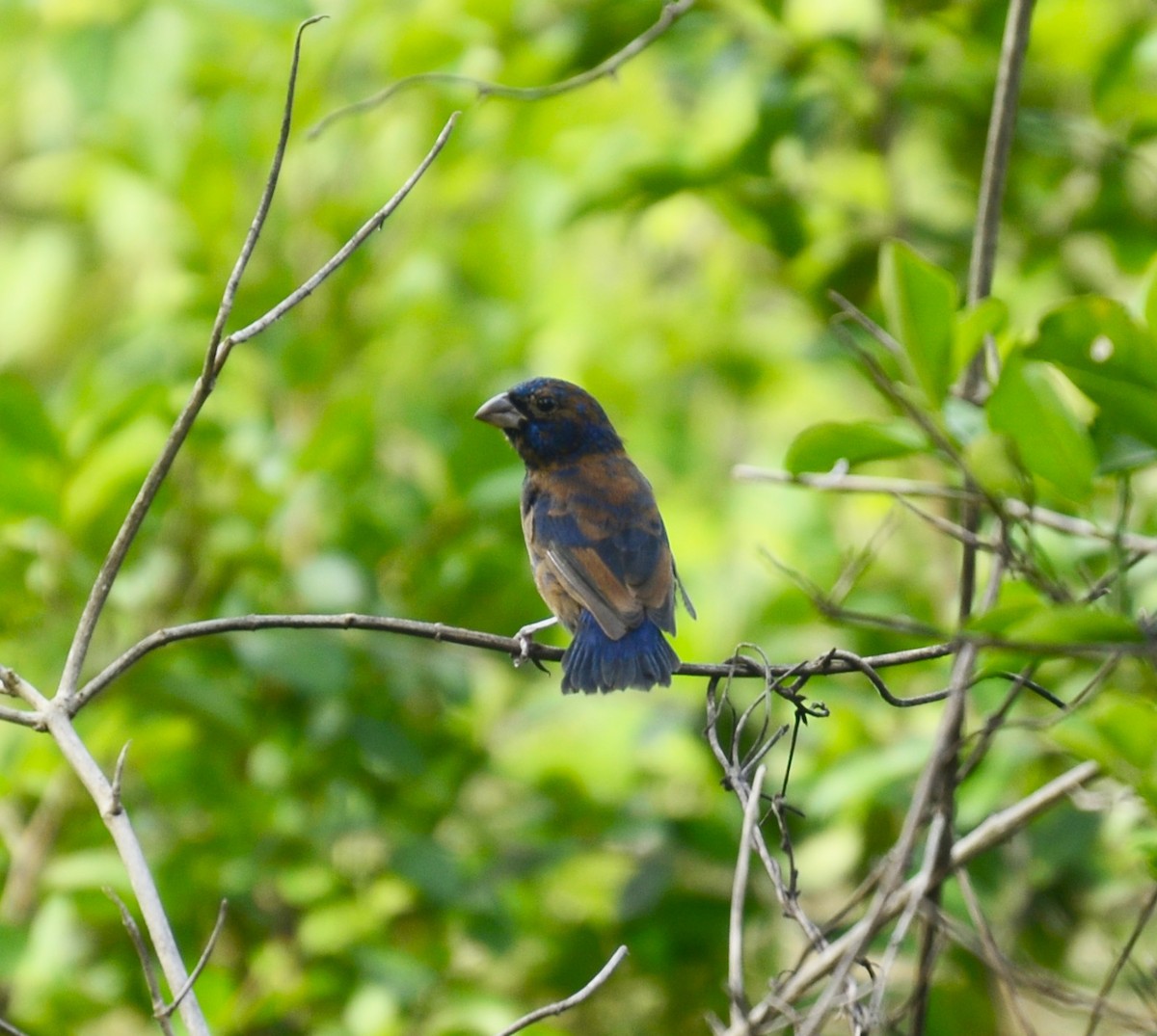 Blue Bunting - ML640990873