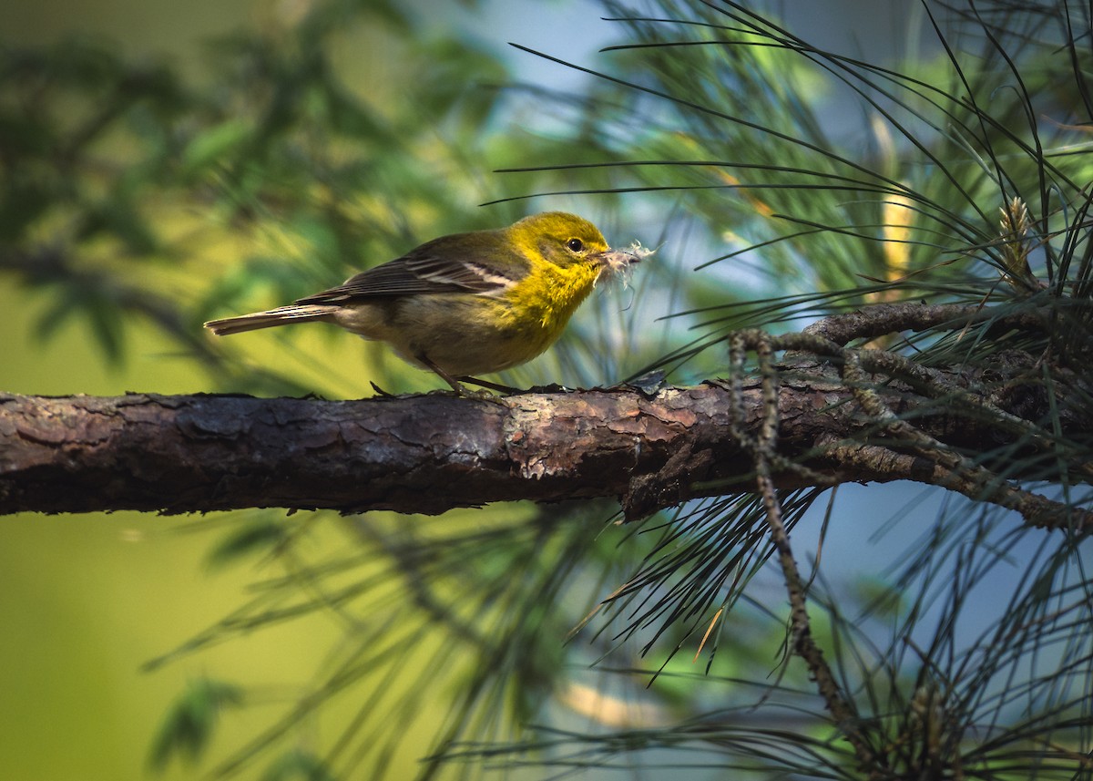 Pine Warbler - ML640990874