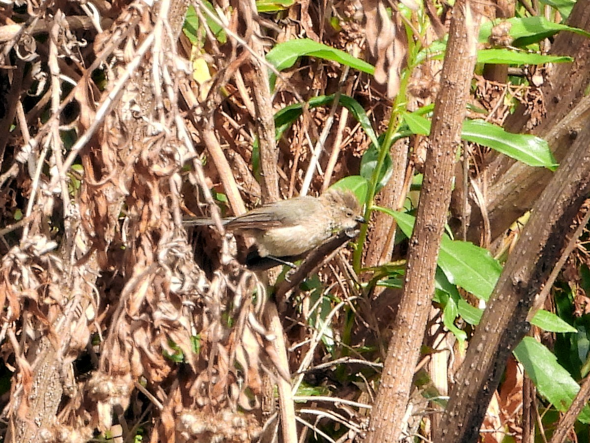 Bushtit - ML640990875