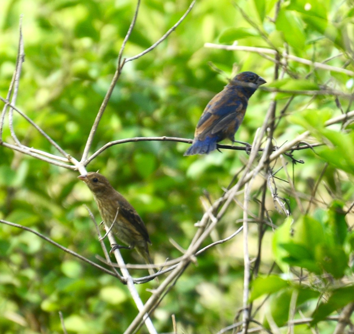 Blue Bunting - ML640990928