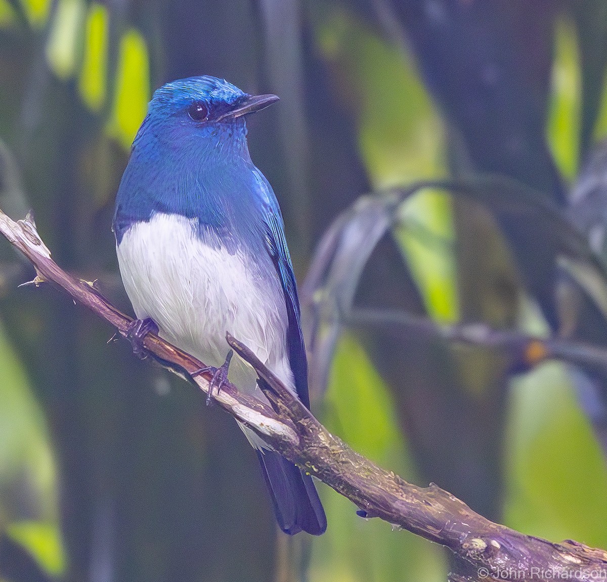 Zappey's Flycatcher - ML640990960