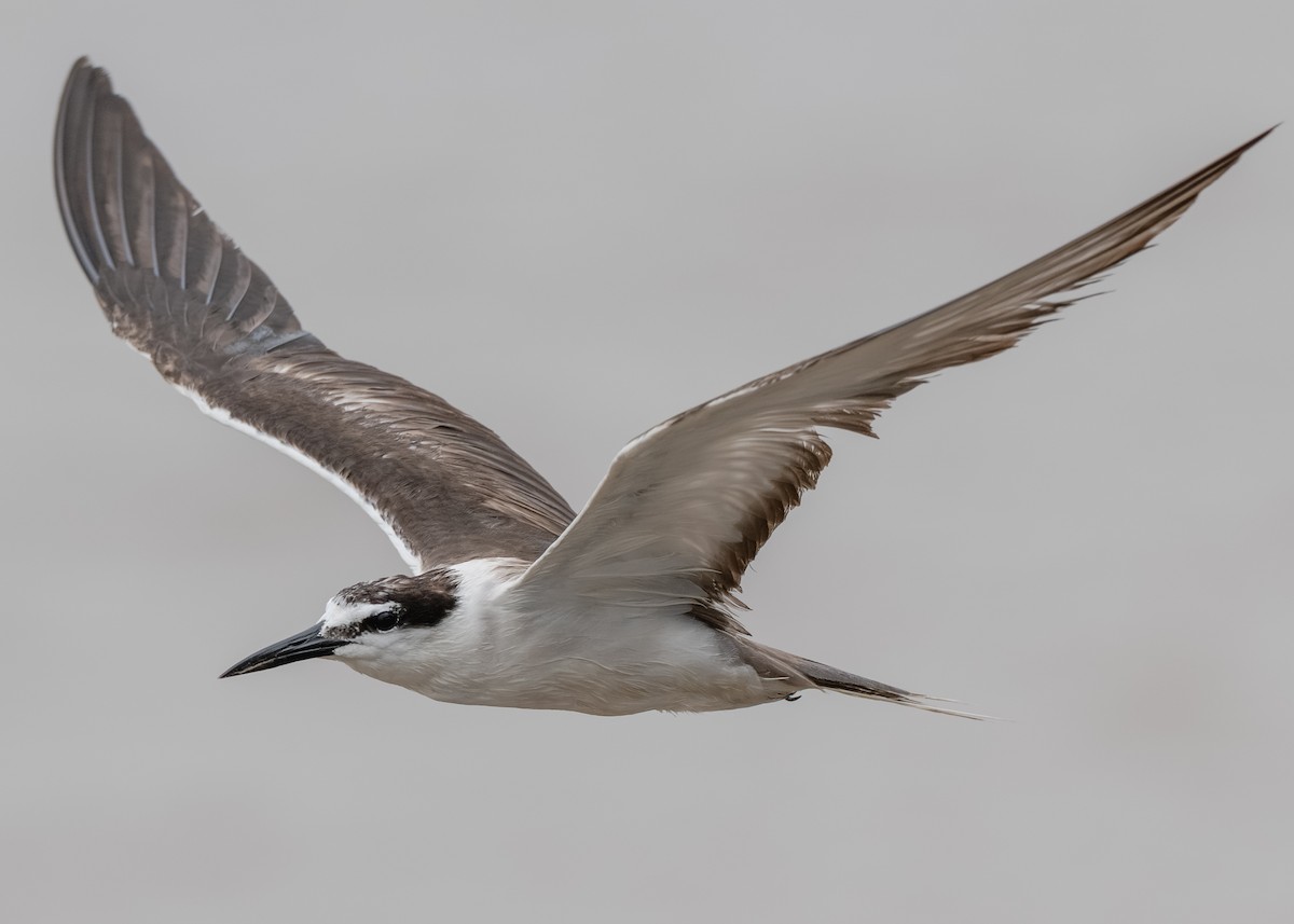 Bridled Tern - ML640990985