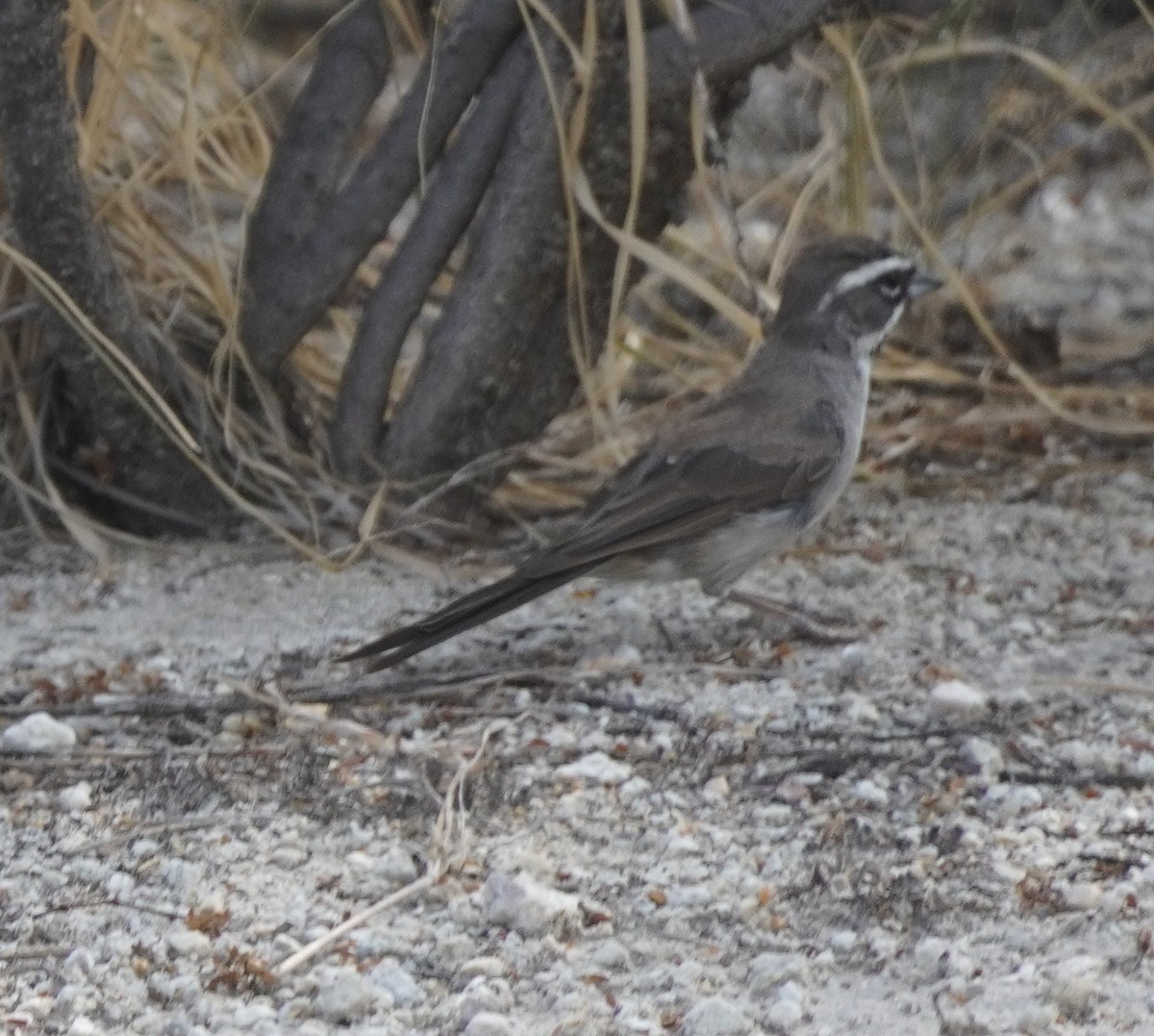 Black-throated Sparrow - ML640990994