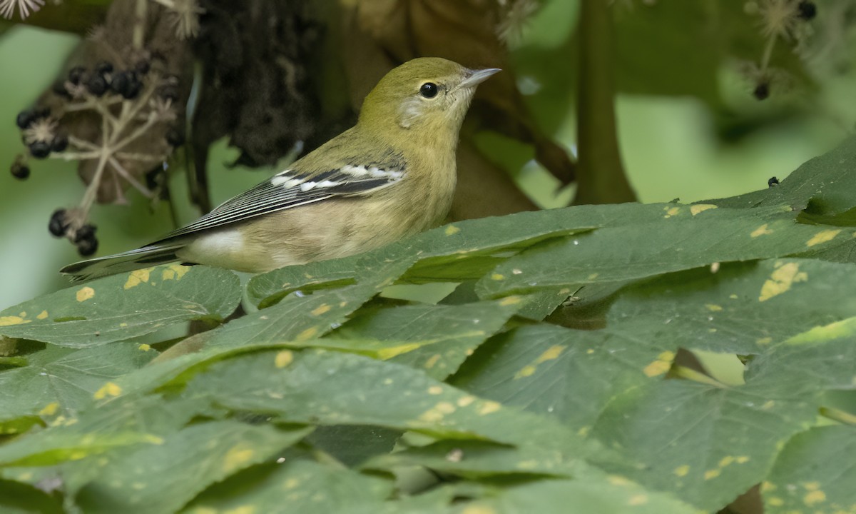 Bay-breasted Warbler - ML640990999