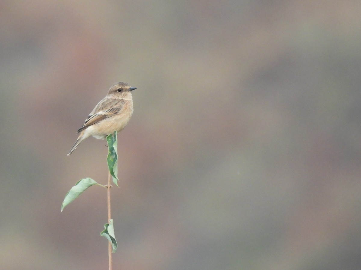 Siberian Stonechat - ML640991005