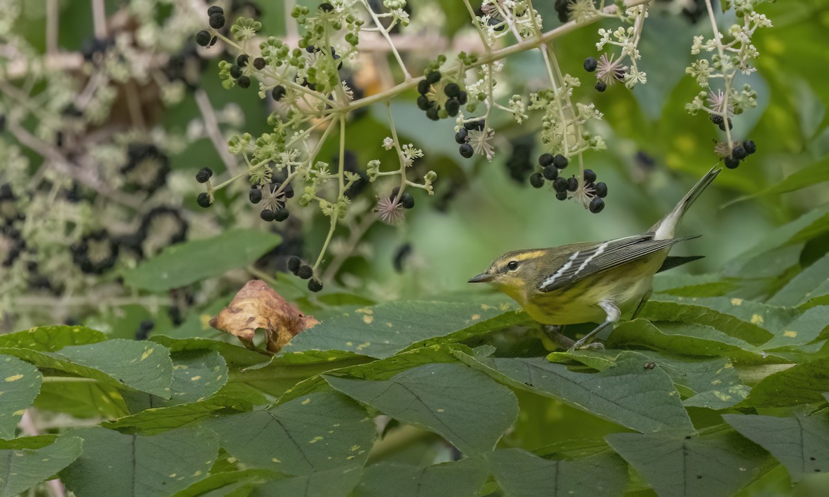 Blackburnian Warbler - ML640991010