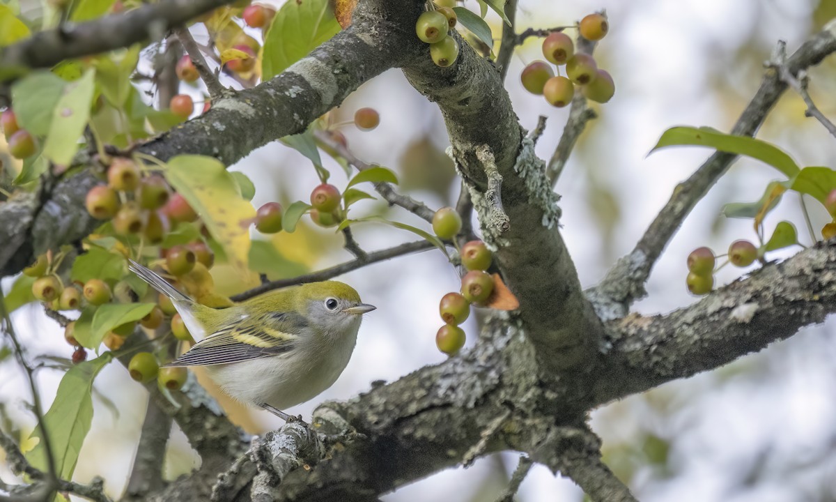 Chestnut-sided Warbler - ML640991018