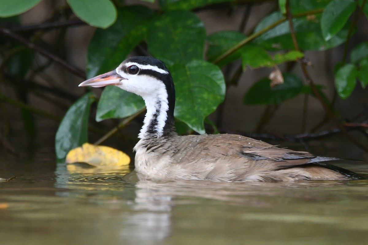 Sungrebe - ML640991022