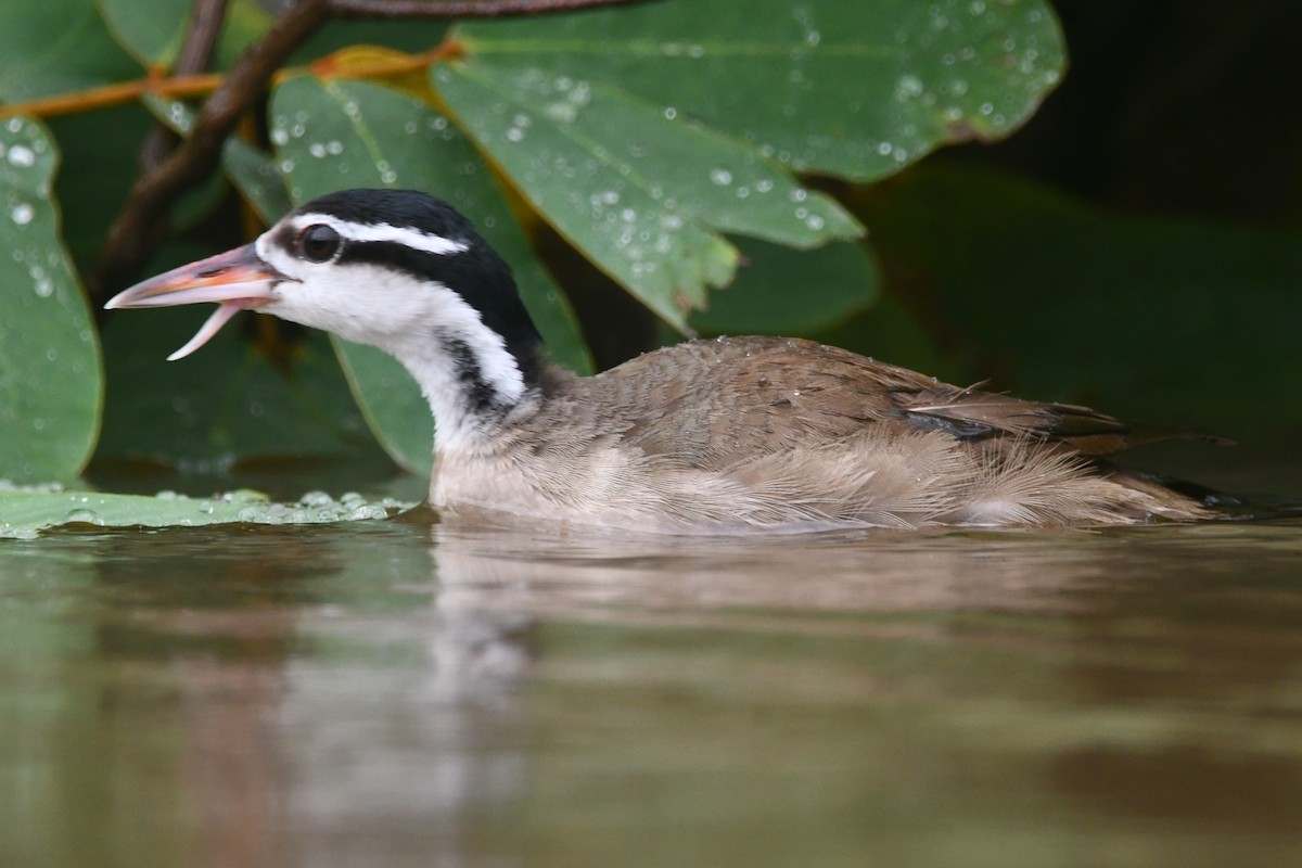Sungrebe - ML640991023