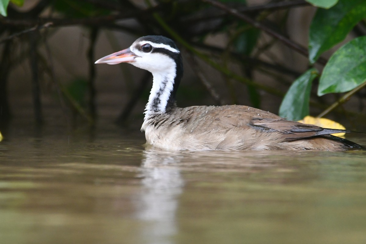 Sungrebe - ML640991024