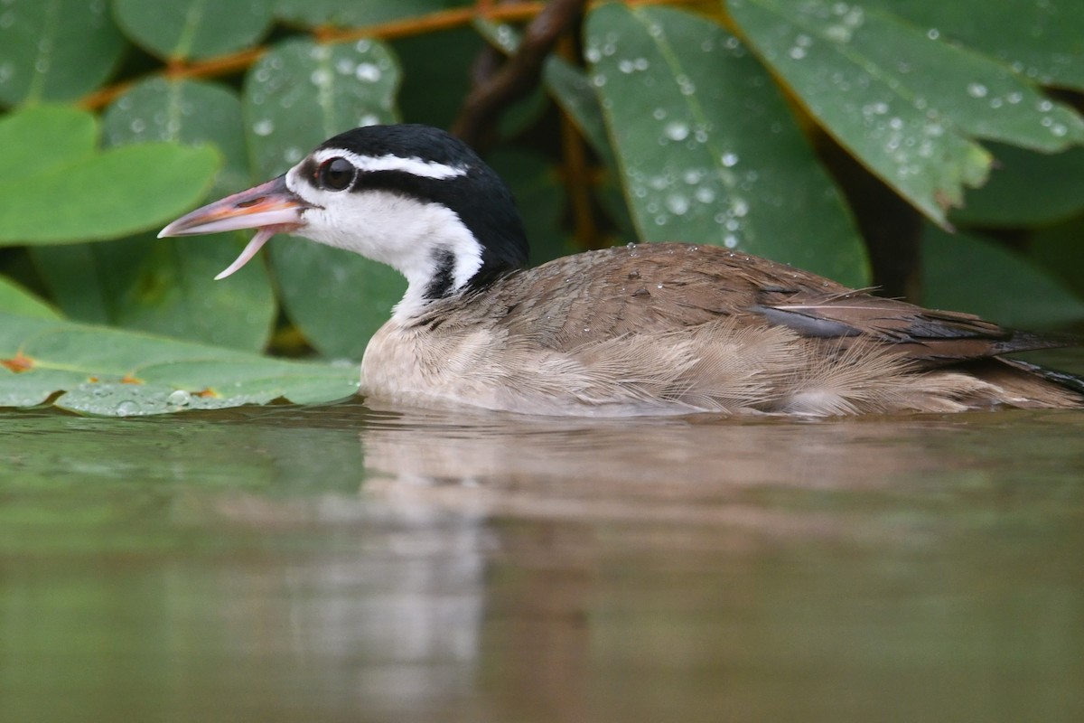 Sungrebe - ML640991025